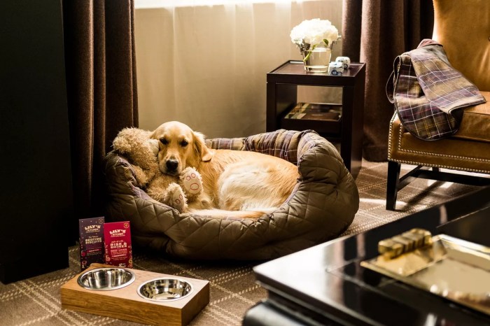 Pet-friendly hotels