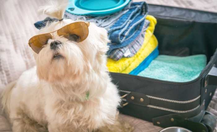 Pet-friendly hotels